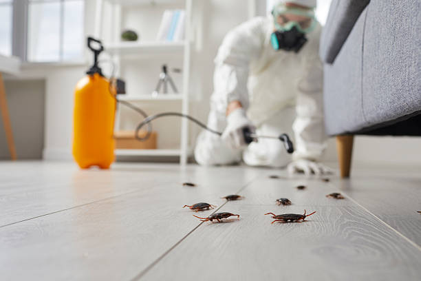 Post-Treatment Bed Bug Interceptor Monitoring in Bridge City